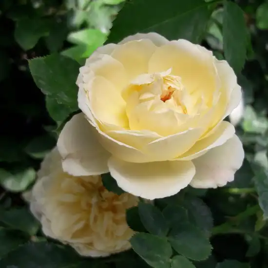 Trandafiri Floribunda - Trandafiri - Lemon™ - 
